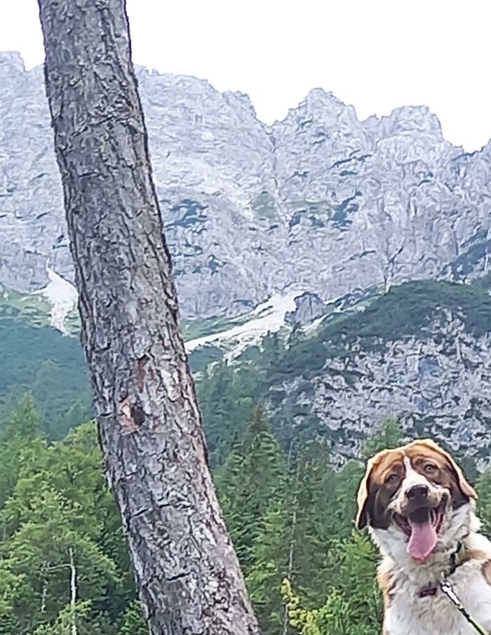 &#8220;What&#8217;s Wrong With Your Dog?&#8221;: 50 Hilarious Times Dogs Seemed To Malfunction Hard (New Pics)