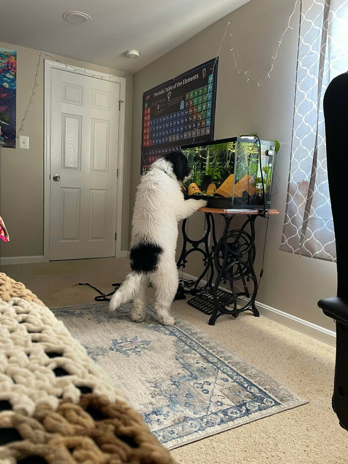 &#8220;What&#8217;s Wrong With Your Dog?&#8221;: 50 Hilarious Times Dogs Seemed To Malfunction Hard (New Pics)