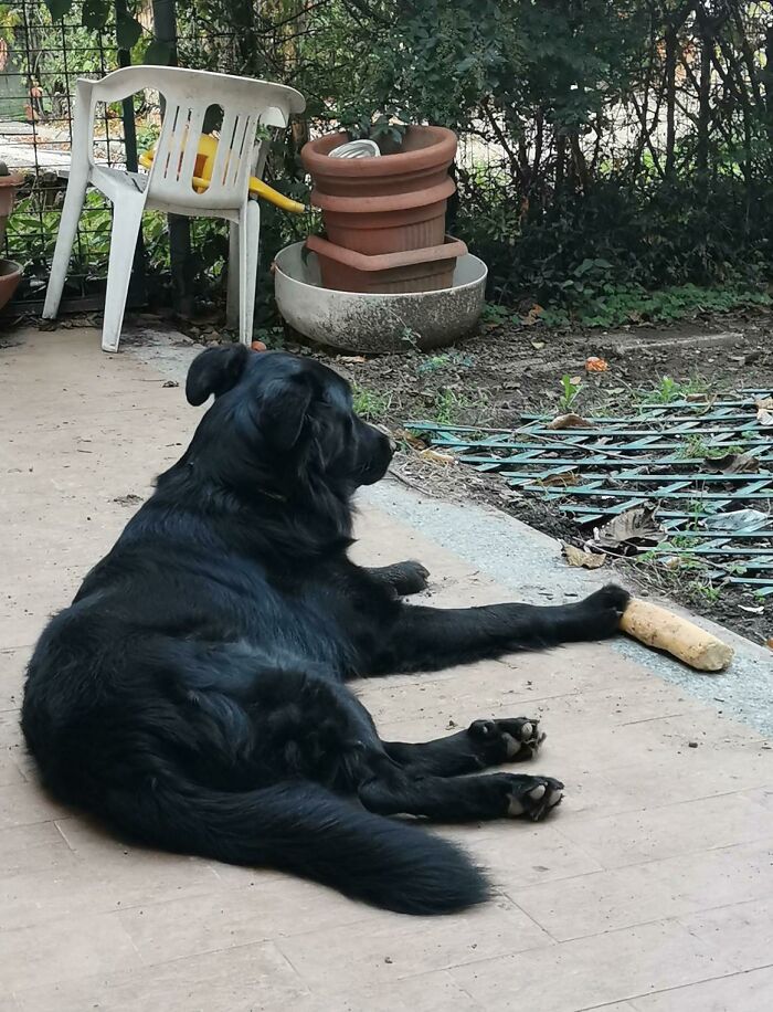 &#8220;What&#8217;s Wrong With Your Dog?&#8221;: 50 Hilarious Times Dogs Seemed To Malfunction Hard (New Pics)