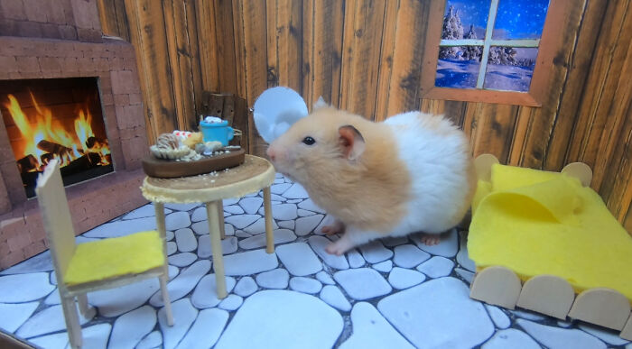 I Made A Christmas-Themed Obstacle Course For My Hamster Where In The End, It Reaches The Presents (15 Pics) I Made A Christmas-Themed Obstacle Course For My Hamster Where In The End, It Reaches The Presents (15 Pics)