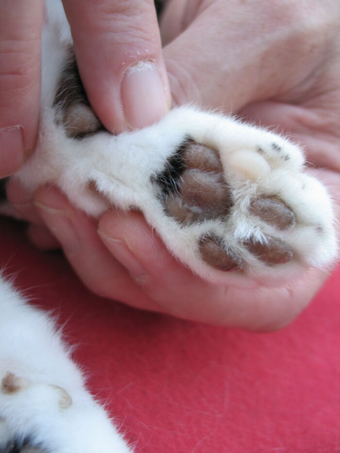 Hey Pandas, Show Us A Picture Of Your Pet’s Toe Beans (Closed) Hey Pandas, Show Us A Picture Of Your Pet’s Toe Beans (Closed)