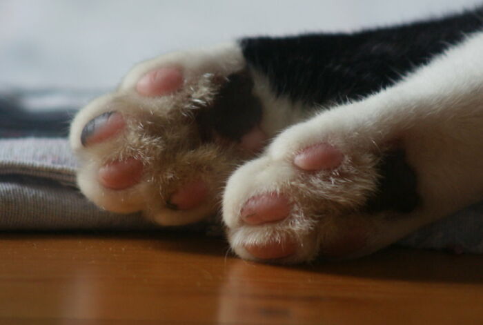 Hey Pandas, Show Us A Picture Of Your Pet’s Toe Beans (Closed) Hey Pandas, Show Us A Picture Of Your Pet’s Toe Beans (Closed)
