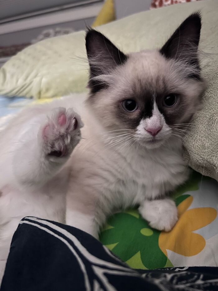 Hey Pandas, Show Us A Picture Of Your Pet’s Toe Beans (Closed) Hey Pandas, Show Us A Picture Of Your Pet’s Toe Beans (Closed)