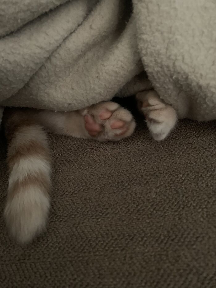 Hey Pandas, Show Us A Picture Of Your Pet’s Toe Beans (Closed) Hey Pandas, Show Us A Picture Of Your Pet’s Toe Beans (Closed)