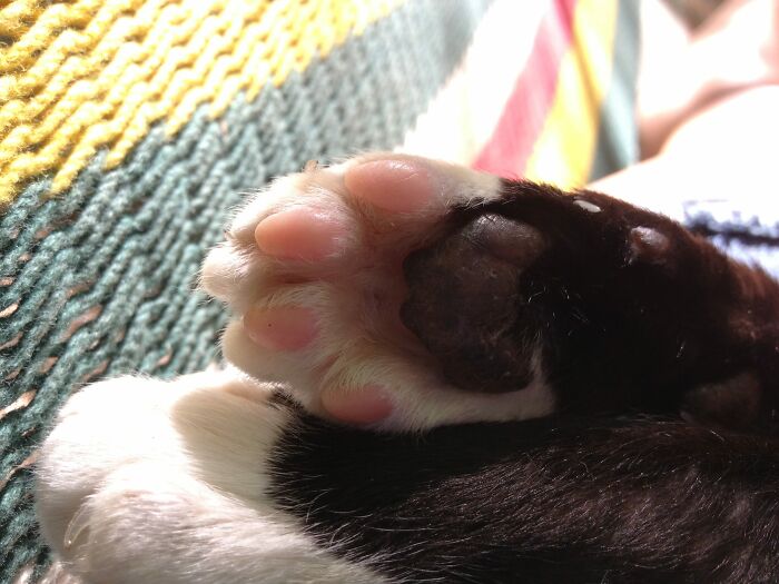 Hey Pandas, Show Us A Picture Of Your Pet’s Toe Beans (Closed) Hey Pandas, Show Us A Picture Of Your Pet’s Toe Beans (Closed)