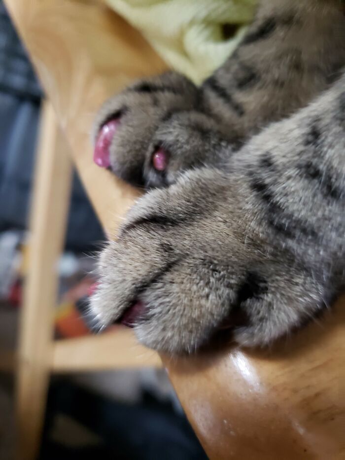 Hey Pandas, Show Us A Picture Of Your Pet’s Toe Beans (Closed) Hey Pandas, Show Us A Picture Of Your Pet’s Toe Beans (Closed)
