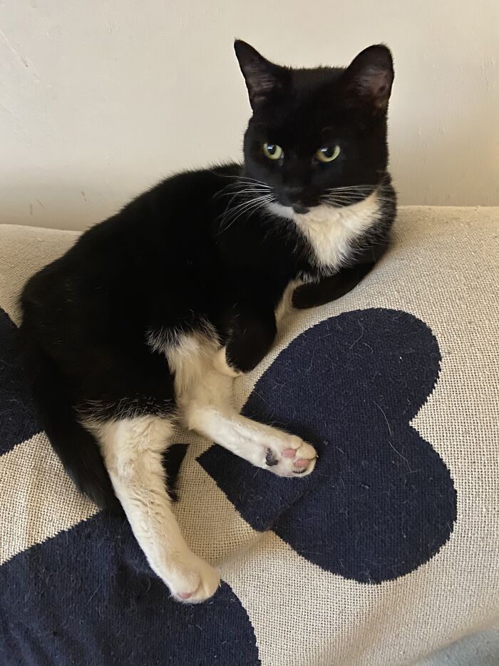 Hey Pandas, Show Us A Picture Of Your Pet’s Toe Beans (Closed) Hey Pandas, Show Us A Picture Of Your Pet’s Toe Beans (Closed)