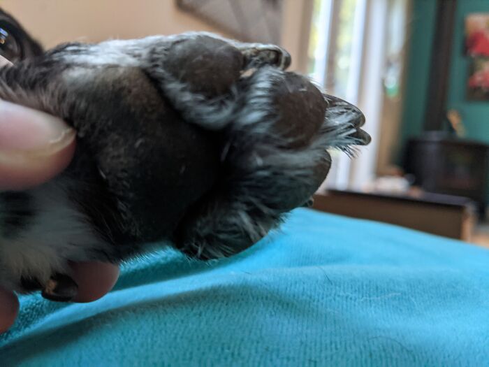 Hey Pandas, Show Us A Picture Of Your Pet’s Toe Beans (Closed) Hey Pandas, Show Us A Picture Of Your Pet’s Toe Beans (Closed)