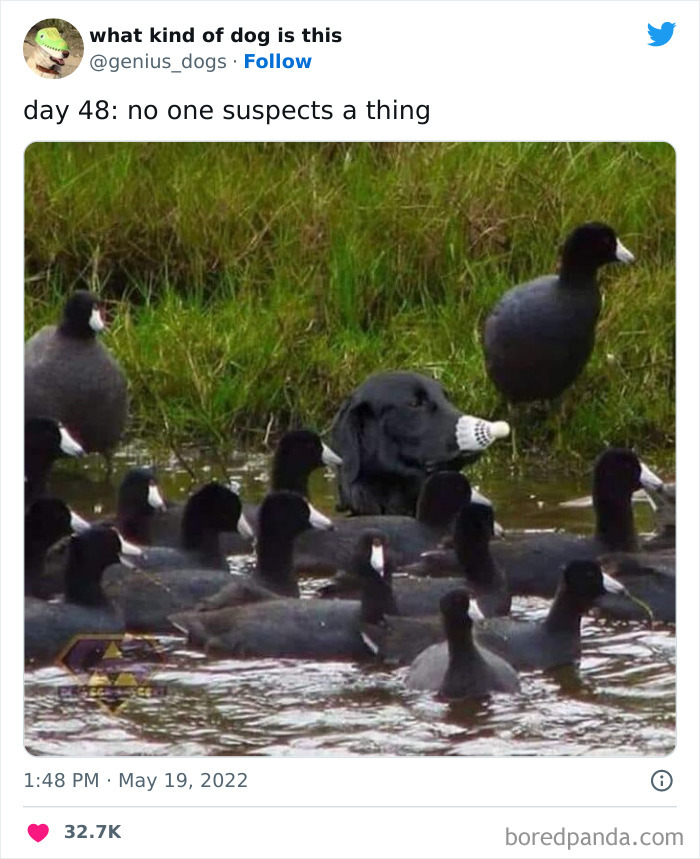 “What Kind Of Dog Is This”: 50 Hilarious Dog Photos To Put A Smile On Your Face, As Shared On This Twitter Page (New Pics) “What Kind Of Dog Is This”: 50 Hilarious Dog Photos To Put A Smile On Your Face, As Shared On This Twitter Page (New Pics)