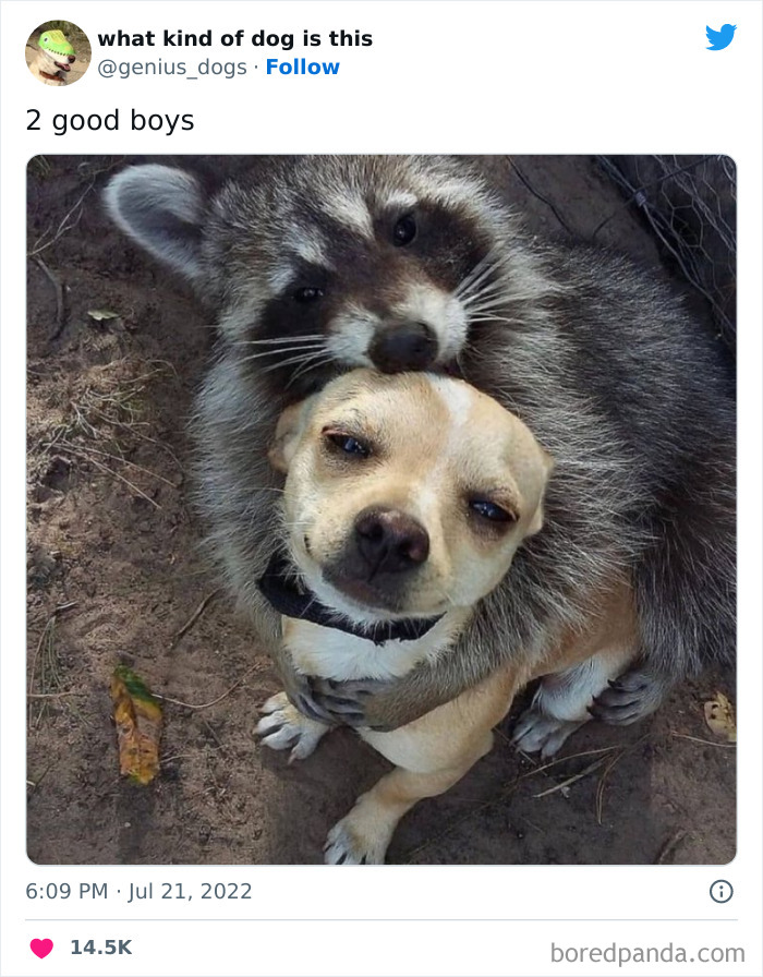 “What Kind Of Dog Is This”: 50 Hilarious Dog Photos To Put A Smile On Your Face, As Shared On This Twitter Page (New Pics) “What Kind Of Dog Is This”: 50 Hilarious Dog Photos To Put A Smile On Your Face, As Shared On This Twitter Page (New Pics)