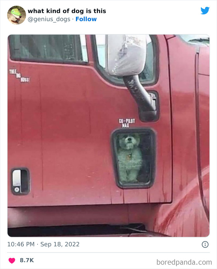 “What Kind Of Dog Is This”: 50 Hilarious Dog Photos To Put A Smile On Your Face, As Shared On This Twitter Page (New Pics) “What Kind Of Dog Is This”: 50 Hilarious Dog Photos To Put A Smile On Your Face, As Shared On This Twitter Page (New Pics)