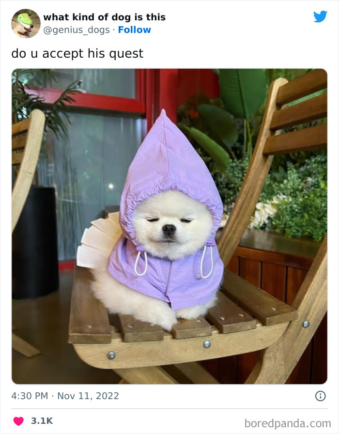 “What Kind Of Dog Is This”: 50 Hilarious Dog Photos To Put A Smile On Your Face, As Shared On This Twitter Page (New Pics) “What Kind Of Dog Is This”: 50 Hilarious Dog Photos To Put A Smile On Your Face, As Shared On This Twitter Page (New Pics)