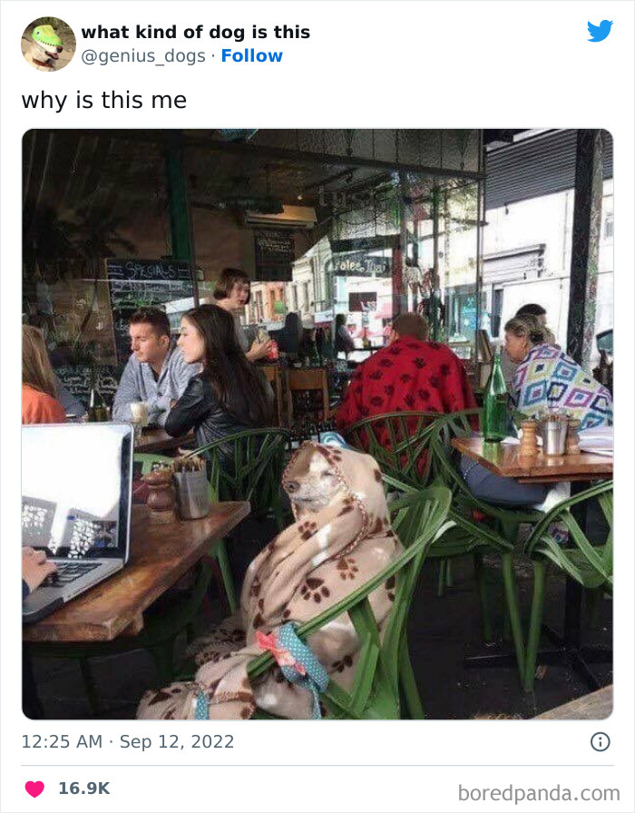 “What Kind Of Dog Is This”: 50 Hilarious Dog Photos To Put A Smile On Your Face, As Shared On This Twitter Page (New Pics) “What Kind Of Dog Is This”: 50 Hilarious Dog Photos To Put A Smile On Your Face, As Shared On This Twitter Page (New Pics)