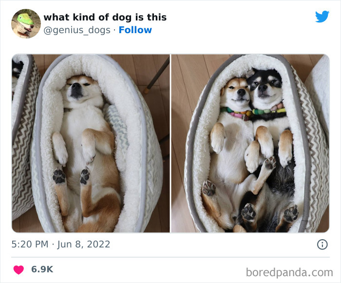 “What Kind Of Dog Is This”: 50 Hilarious Dog Photos To Put A Smile On Your Face, As Shared On This Twitter Page (New Pics) “What Kind Of Dog Is This”: 50 Hilarious Dog Photos To Put A Smile On Your Face, As Shared On This Twitter Page (New Pics)