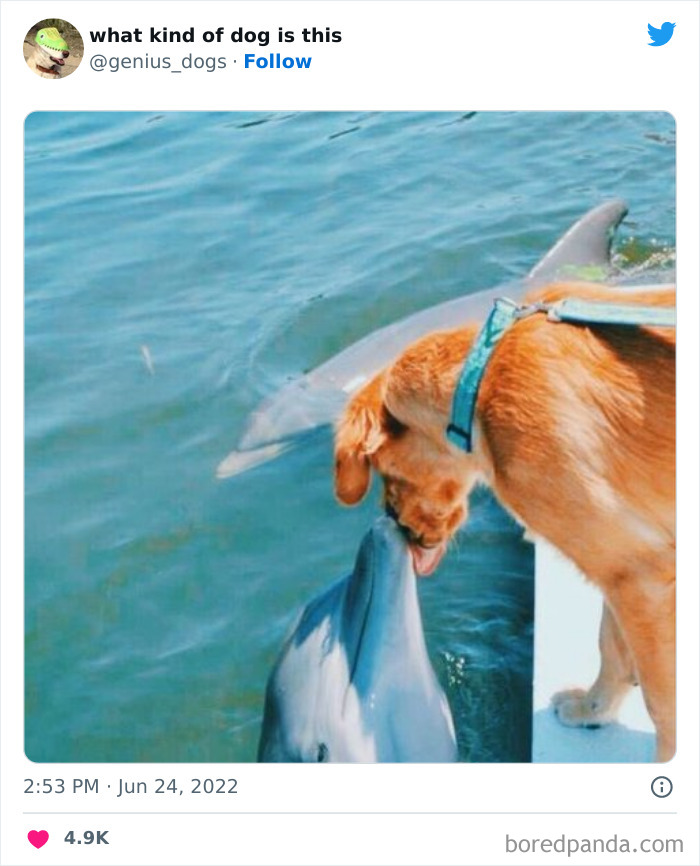 “What Kind Of Dog Is This”: 50 Hilarious Dog Photos To Put A Smile On Your Face, As Shared On This Twitter Page (New Pics) “What Kind Of Dog Is This”: 50 Hilarious Dog Photos To Put A Smile On Your Face, As Shared On This Twitter Page (New Pics)