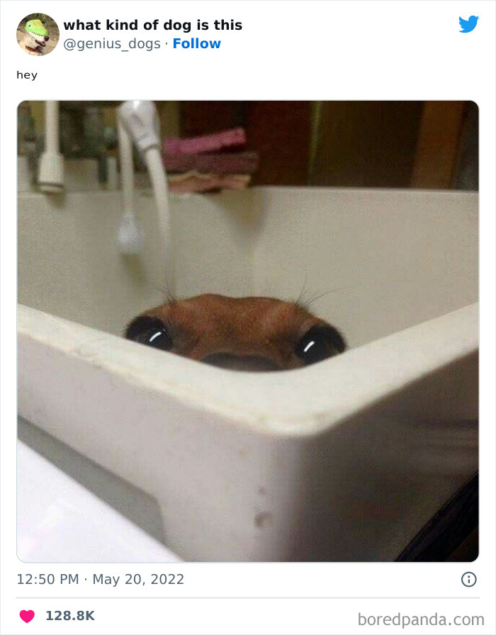 “What Kind Of Dog Is This”: 50 Hilarious Dog Photos To Put A Smile On Your Face, As Shared On This Twitter Page (New Pics) “What Kind Of Dog Is This”: 50 Hilarious Dog Photos To Put A Smile On Your Face, As Shared On This Twitter Page (New Pics)