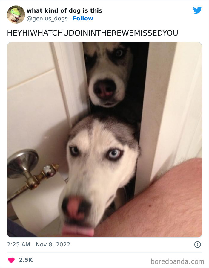 “What Kind Of Dog Is This”: 50 Hilarious Dog Photos To Put A Smile On Your Face, As Shared On This Twitter Page (New Pics) “What Kind Of Dog Is This”: 50 Hilarious Dog Photos To Put A Smile On Your Face, As Shared On This Twitter Page (New Pics)