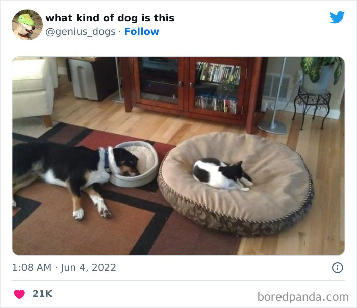 “What Kind Of Dog Is This”: 50 Hilarious Dog Photos To Put A Smile On Your Face, As Shared On This Twitter Page (New Pics) “What Kind Of Dog Is This”: 50 Hilarious Dog Photos To Put A Smile On Your Face, As Shared On This Twitter Page (New Pics)