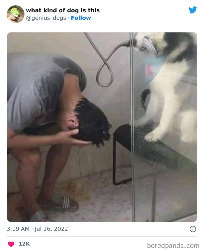 “What Kind Of Dog Is This”: 50 Hilarious Dog Photos To Put A Smile On Your Face, As Shared On This Twitter Page (New Pics) “What Kind Of Dog Is This”: 50 Hilarious Dog Photos To Put A Smile On Your Face, As Shared On This Twitter Page (New Pics)