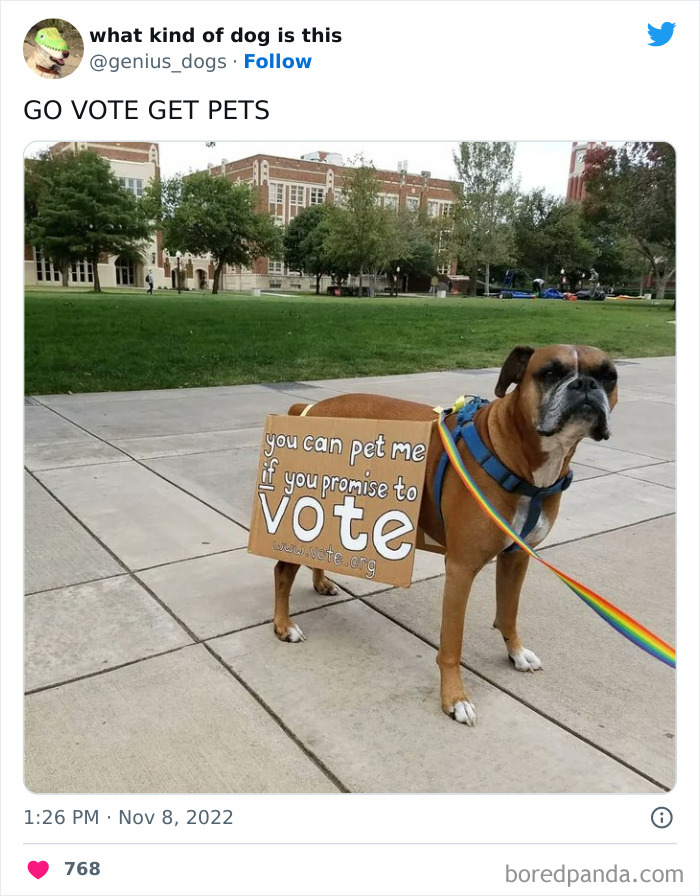 “What Kind Of Dog Is This”: 50 Hilarious Dog Photos To Put A Smile On Your Face, As Shared On This Twitter Page (New Pics) “What Kind Of Dog Is This”: 50 Hilarious Dog Photos To Put A Smile On Your Face, As Shared On This Twitter Page (New Pics)