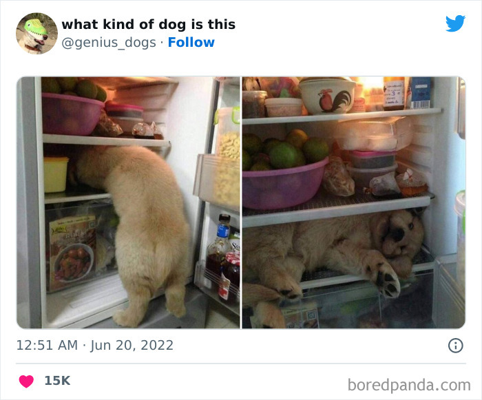 “What Kind Of Dog Is This”: 50 Hilarious Dog Photos To Put A Smile On Your Face, As Shared On This Twitter Page (New Pics) “What Kind Of Dog Is This”: 50 Hilarious Dog Photos To Put A Smile On Your Face, As Shared On This Twitter Page (New Pics)