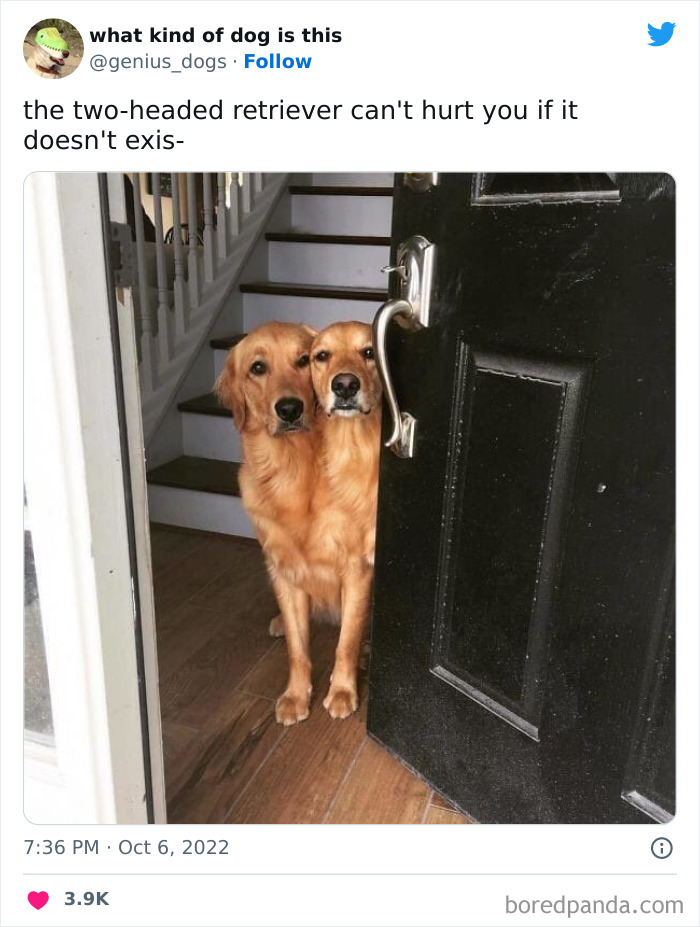 “What Kind Of Dog Is This”: 50 Hilarious Dog Photos To Put A Smile On Your Face, As Shared On This Twitter Page (New Pics) “What Kind Of Dog Is This”: 50 Hilarious Dog Photos To Put A Smile On Your Face, As Shared On This Twitter Page (New Pics)