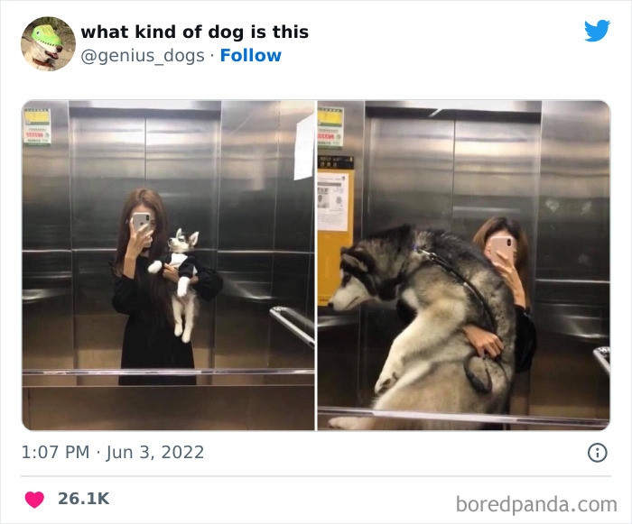“What Kind Of Dog Is This”: 50 Hilarious Dog Photos To Put A Smile On Your Face, As Shared On This Twitter Page (New Pics) “What Kind Of Dog Is This”: 50 Hilarious Dog Photos To Put A Smile On Your Face, As Shared On This Twitter Page (New Pics)