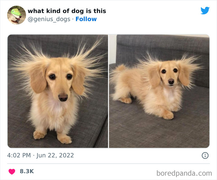 “What Kind Of Dog Is This”: 50 Hilarious Dog Photos To Put A Smile On Your Face, As Shared On This Twitter Page (New Pics) “What Kind Of Dog Is This”: 50 Hilarious Dog Photos To Put A Smile On Your Face, As Shared On This Twitter Page (New Pics)