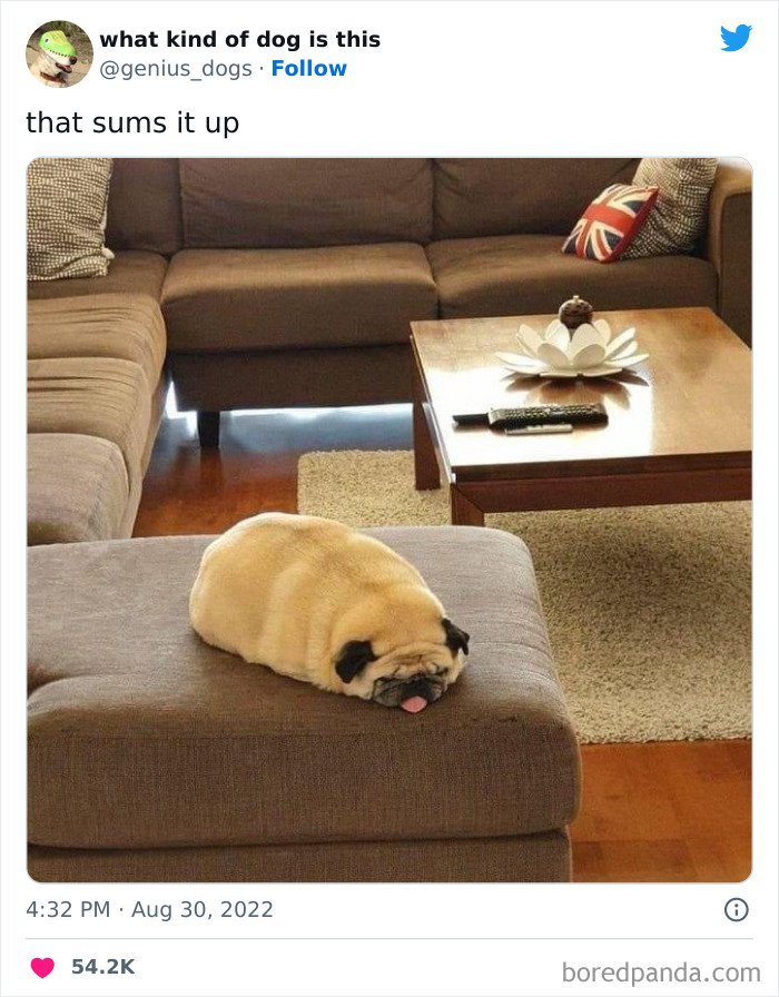 “What Kind Of Dog Is This”: 50 Hilarious Dog Photos To Put A Smile On Your Face, As Shared On This Twitter Page (New Pics) “What Kind Of Dog Is This”: 50 Hilarious Dog Photos To Put A Smile On Your Face, As Shared On This Twitter Page (New Pics)