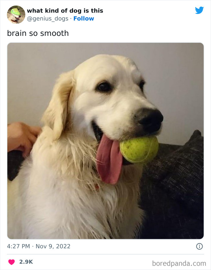 “What Kind Of Dog Is This”: 50 Hilarious Dog Photos To Put A Smile On Your Face, As Shared On This Twitter Page (New Pics) “What Kind Of Dog Is This”: 50 Hilarious Dog Photos To Put A Smile On Your Face, As Shared On This Twitter Page (New Pics)
