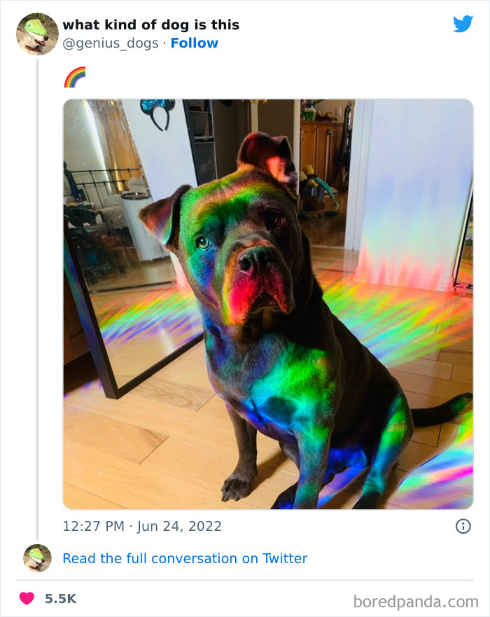 “What Kind Of Dog Is This”: 50 Hilarious Dog Photos To Put A Smile On Your Face, As Shared On This Twitter Page (New Pics) “What Kind Of Dog Is This”: 50 Hilarious Dog Photos To Put A Smile On Your Face, As Shared On This Twitter Page (New Pics)