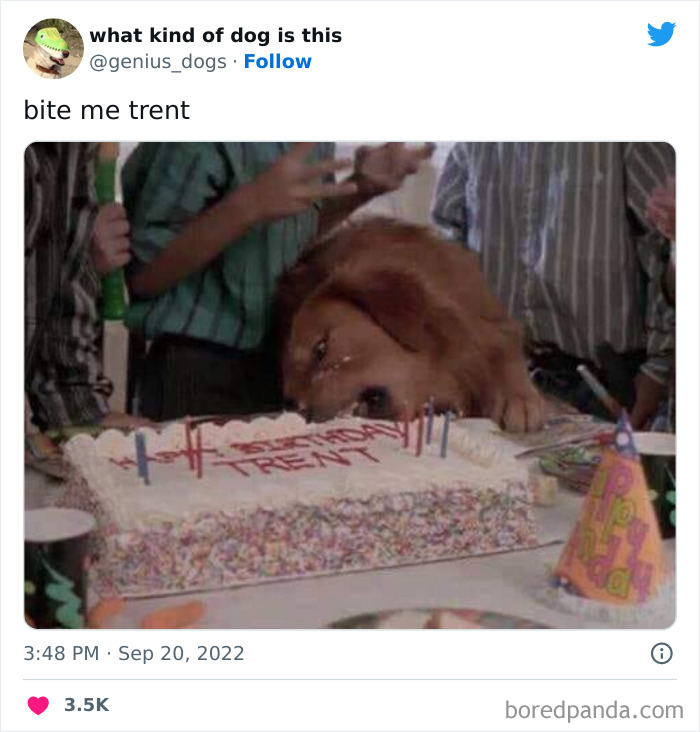 “What Kind Of Dog Is This”: 50 Hilarious Dog Photos To Put A Smile On Your Face, As Shared On This Twitter Page (New Pics) “What Kind Of Dog Is This”: 50 Hilarious Dog Photos To Put A Smile On Your Face, As Shared On This Twitter Page (New Pics)