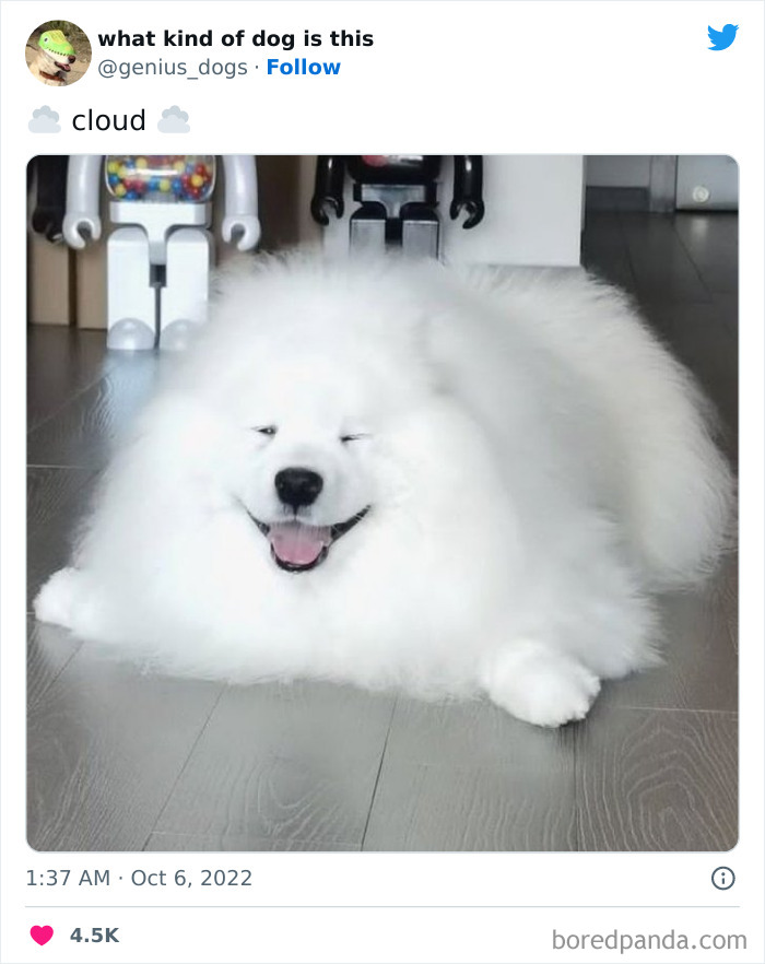 “What Kind Of Dog Is This”: 50 Hilarious Dog Photos To Put A Smile On Your Face, As Shared On This Twitter Page (New Pics) “What Kind Of Dog Is This”: 50 Hilarious Dog Photos To Put A Smile On Your Face, As Shared On This Twitter Page (New Pics)