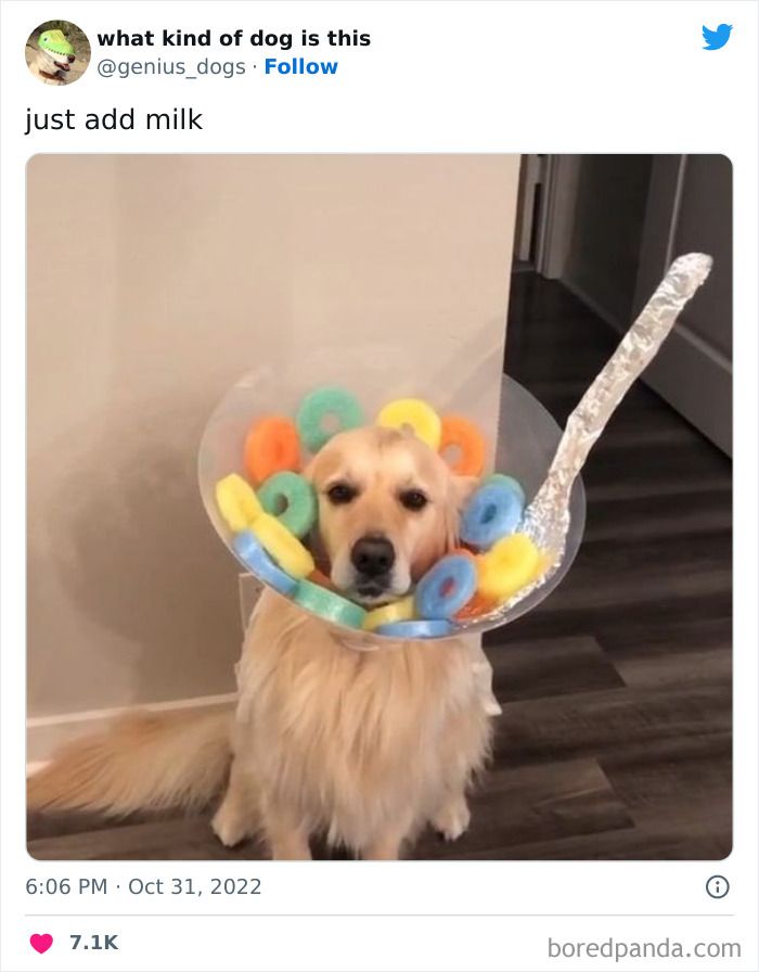 “What Kind Of Dog Is This”: 50 Hilarious Dog Photos To Put A Smile On Your Face, As Shared On This Twitter Page (New Pics) “What Kind Of Dog Is This”: 50 Hilarious Dog Photos To Put A Smile On Your Face, As Shared On This Twitter Page (New Pics)