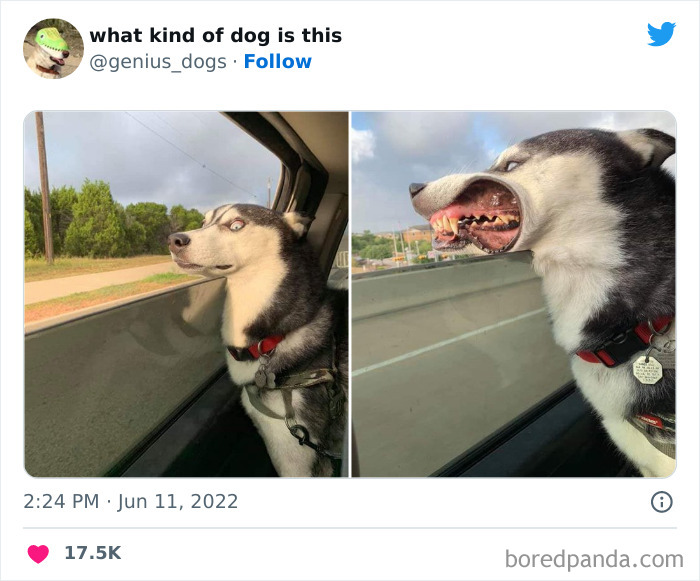 “What Kind Of Dog Is This”: 50 Hilarious Dog Photos To Put A Smile On Your Face, As Shared On This Twitter Page (New Pics) “What Kind Of Dog Is This”: 50 Hilarious Dog Photos To Put A Smile On Your Face, As Shared On This Twitter Page (New Pics)