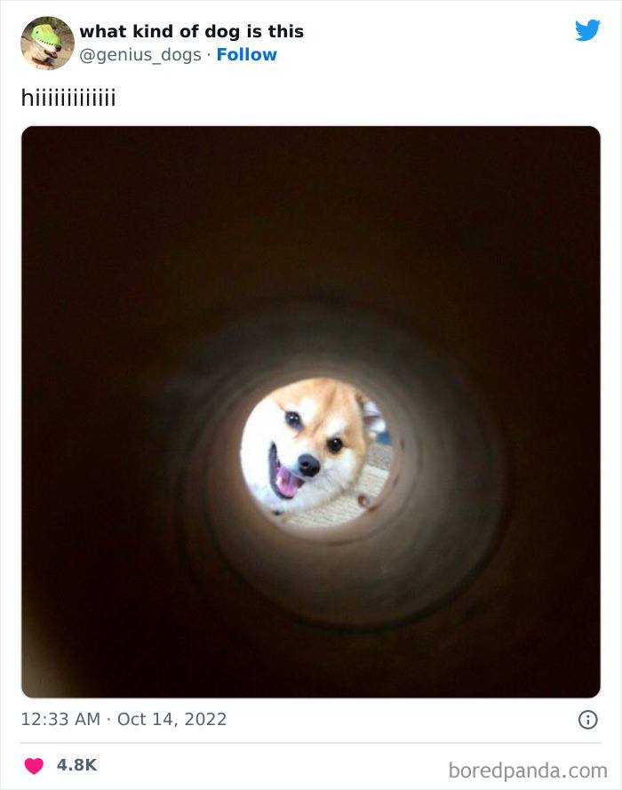 “What Kind Of Dog Is This”: 50 Hilarious Dog Photos To Put A Smile On Your Face, As Shared On This Twitter Page (New Pics) “What Kind Of Dog Is This”: 50 Hilarious Dog Photos To Put A Smile On Your Face, As Shared On This Twitter Page (New Pics)