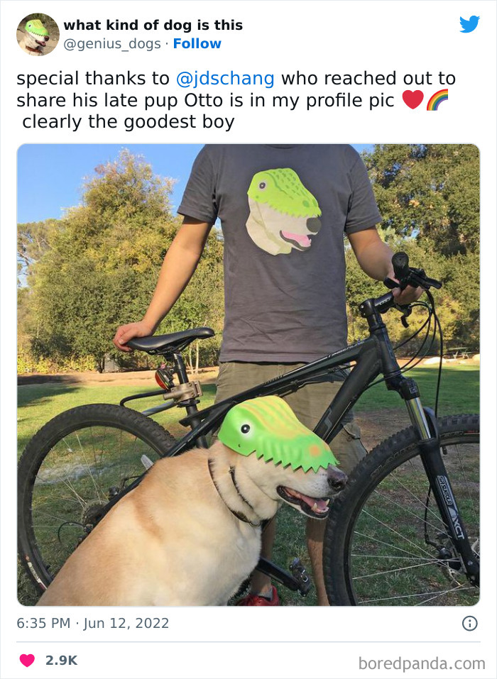 “What Kind Of Dog Is This”: 50 Hilarious Dog Photos To Put A Smile On Your Face, As Shared On This Twitter Page (New Pics) “What Kind Of Dog Is This”: 50 Hilarious Dog Photos To Put A Smile On Your Face, As Shared On This Twitter Page (New Pics)