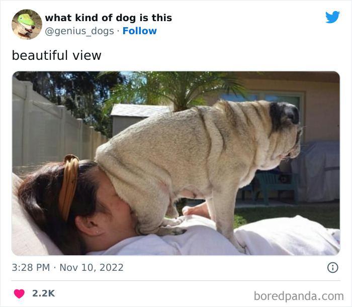 “What Kind Of Dog Is This”: 50 Hilarious Dog Photos To Put A Smile On Your Face, As Shared On This Twitter Page (New Pics) “What Kind Of Dog Is This”: 50 Hilarious Dog Photos To Put A Smile On Your Face, As Shared On This Twitter Page (New Pics)