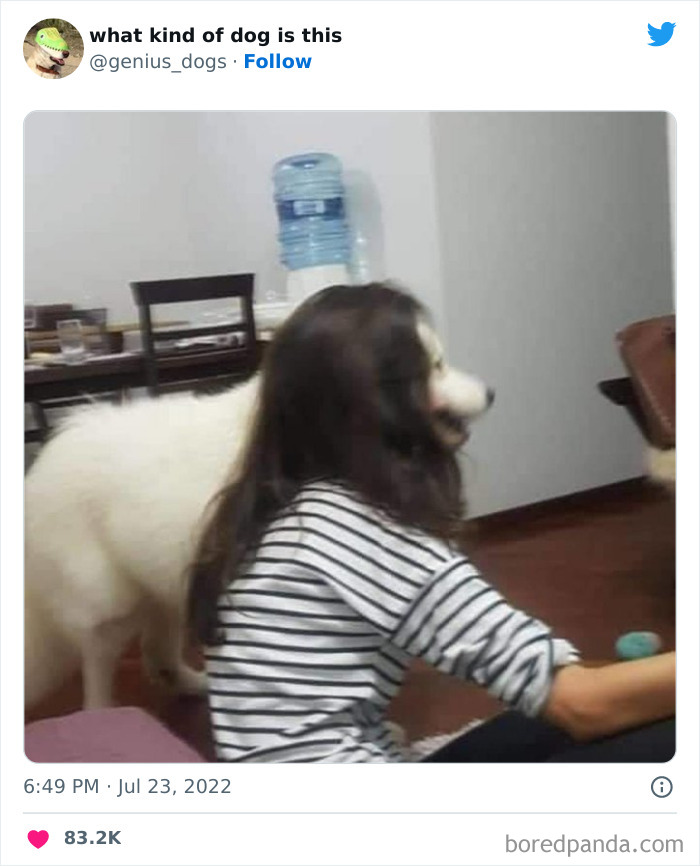 “What Kind Of Dog Is This”: 50 Hilarious Dog Photos To Put A Smile On Your Face, As Shared On This Twitter Page (New Pics) “What Kind Of Dog Is This”: 50 Hilarious Dog Photos To Put A Smile On Your Face, As Shared On This Twitter Page (New Pics)