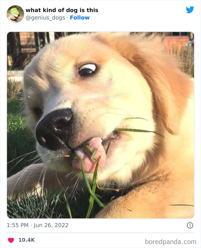 “What Kind Of Dog Is This”: 50 Hilarious Dog Photos To Put A Smile On Your Face, As Shared On This Twitter Page (New Pics) “What Kind Of Dog Is This”: 50 Hilarious Dog Photos To Put A Smile On Your Face, As Shared On This Twitter Page (New Pics)