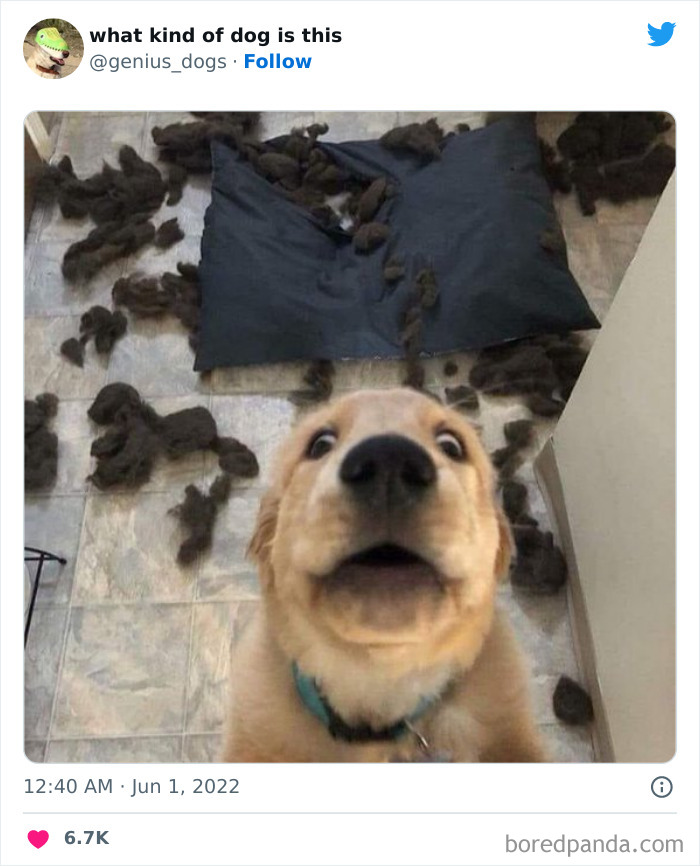 “What Kind Of Dog Is This”: 50 Hilarious Dog Photos To Put A Smile On Your Face, As Shared On This Twitter Page (New Pics) “What Kind Of Dog Is This”: 50 Hilarious Dog Photos To Put A Smile On Your Face, As Shared On This Twitter Page (New Pics)