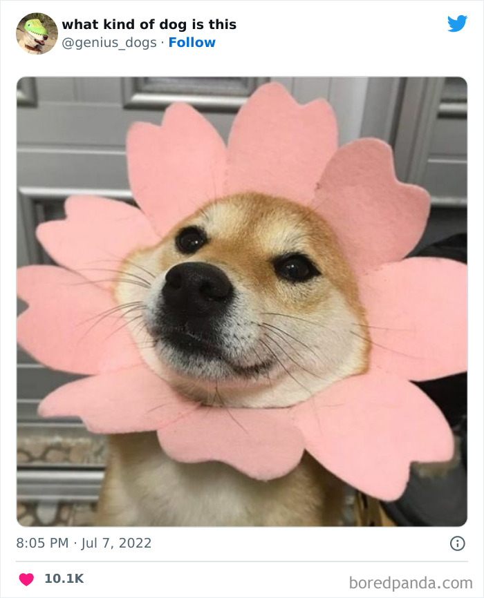 “What Kind Of Dog Is This”: 50 Hilarious Dog Photos To Put A Smile On Your Face, As Shared On This Twitter Page (New Pics) “What Kind Of Dog Is This”: 50 Hilarious Dog Photos To Put A Smile On Your Face, As Shared On This Twitter Page (New Pics)