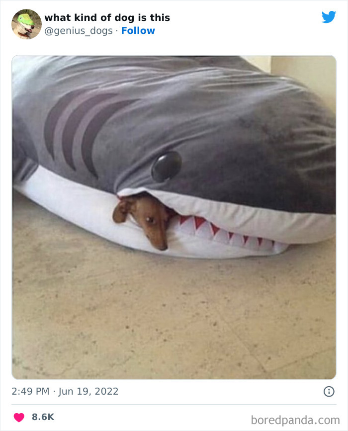 “What Kind Of Dog Is This”: 50 Hilarious Dog Photos To Put A Smile On Your Face, As Shared On This Twitter Page (New Pics) “What Kind Of Dog Is This”: 50 Hilarious Dog Photos To Put A Smile On Your Face, As Shared On This Twitter Page (New Pics)