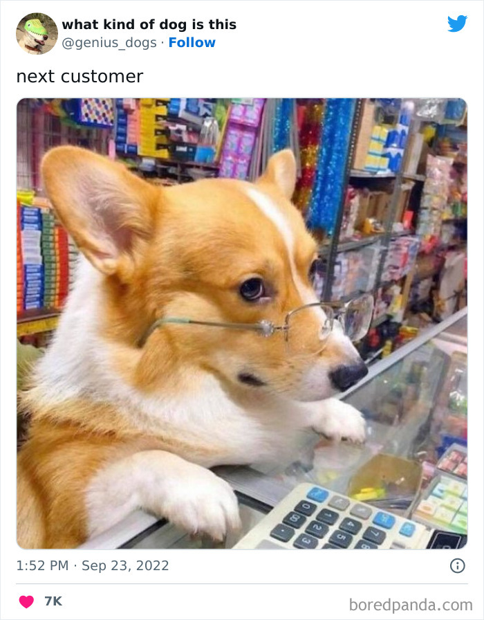 “What Kind Of Dog Is This”: 50 Hilarious Dog Photos To Put A Smile On Your Face, As Shared On This Twitter Page (New Pics) “What Kind Of Dog Is This”: 50 Hilarious Dog Photos To Put A Smile On Your Face, As Shared On This Twitter Page (New Pics)