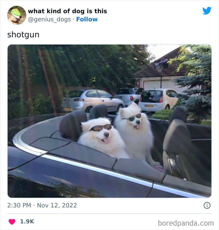 “What Kind Of Dog Is This”: 50 Hilarious Dog Photos To Put A Smile On Your Face, As Shared On This Twitter Page (New Pics) “What Kind Of Dog Is This”: 50 Hilarious Dog Photos To Put A Smile On Your Face, As Shared On This Twitter Page (New Pics)