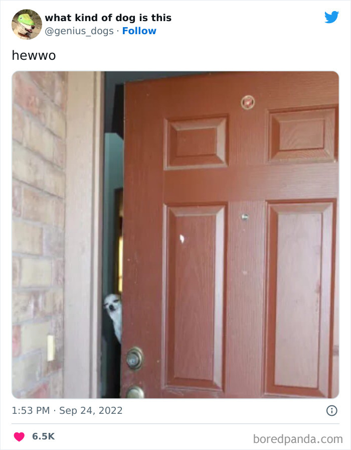 “What Kind Of Dog Is This”: 50 Hilarious Dog Photos To Put A Smile On Your Face, As Shared On This Twitter Page (New Pics) “What Kind Of Dog Is This”: 50 Hilarious Dog Photos To Put A Smile On Your Face, As Shared On This Twitter Page (New Pics)