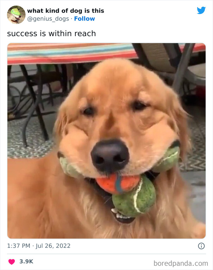 “What Kind Of Dog Is This”: 50 Hilarious Dog Photos To Put A Smile On Your Face, As Shared On This Twitter Page (New Pics) “What Kind Of Dog Is This”: 50 Hilarious Dog Photos To Put A Smile On Your Face, As Shared On This Twitter Page (New Pics)