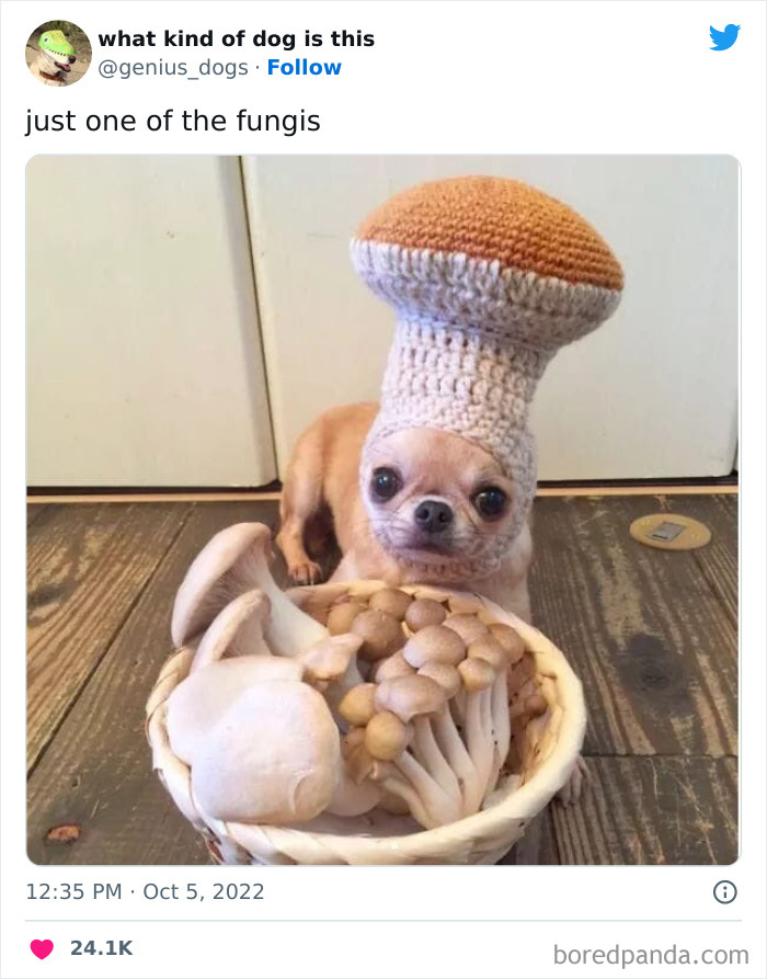 “What Kind Of Dog Is This”: 50 Hilarious Dog Photos To Put A Smile On Your Face, As Shared On This Twitter Page (New Pics) “What Kind Of Dog Is This”: 50 Hilarious Dog Photos To Put A Smile On Your Face, As Shared On This Twitter Page (New Pics)