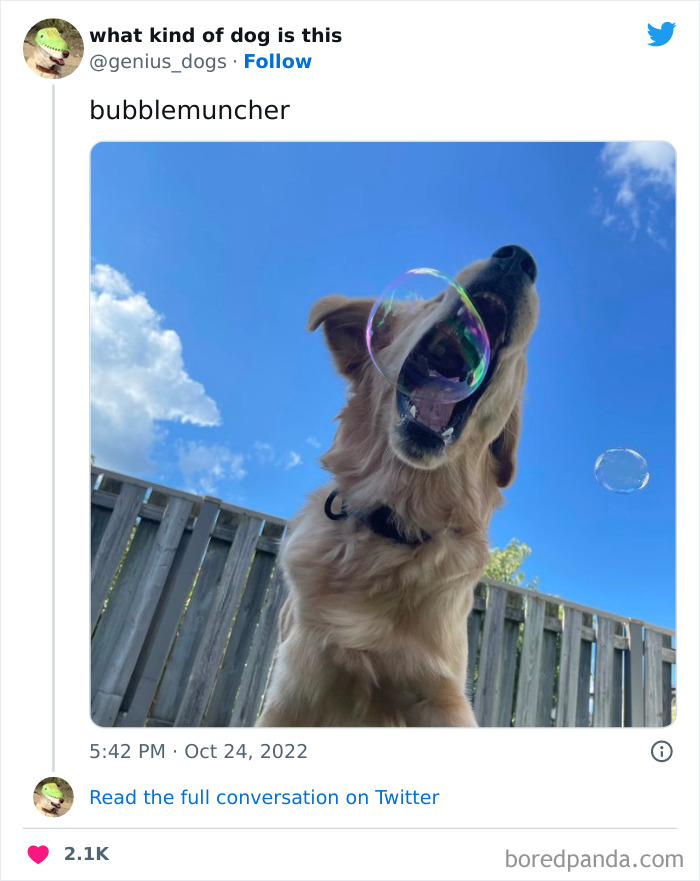 “What Kind Of Dog Is This”: 50 Hilarious Dog Photos To Put A Smile On Your Face, As Shared On This Twitter Page (New Pics) “What Kind Of Dog Is This”: 50 Hilarious Dog Photos To Put A Smile On Your Face, As Shared On This Twitter Page (New Pics)