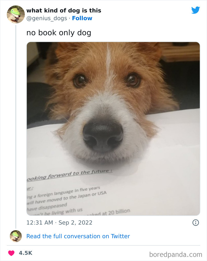 “What Kind Of Dog Is This”: 50 Hilarious Dog Photos To Put A Smile On Your Face, As Shared On This Twitter Page (New Pics) “What Kind Of Dog Is This”: 50 Hilarious Dog Photos To Put A Smile On Your Face, As Shared On This Twitter Page (New Pics)